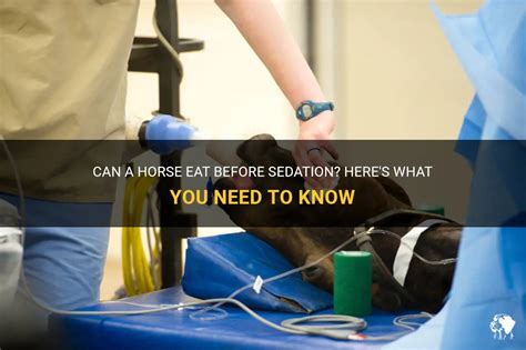 Can You Sedate a Horse for Travel?