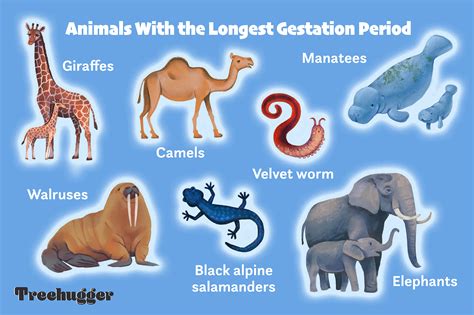 What is the Longest Animal Pregnancy?